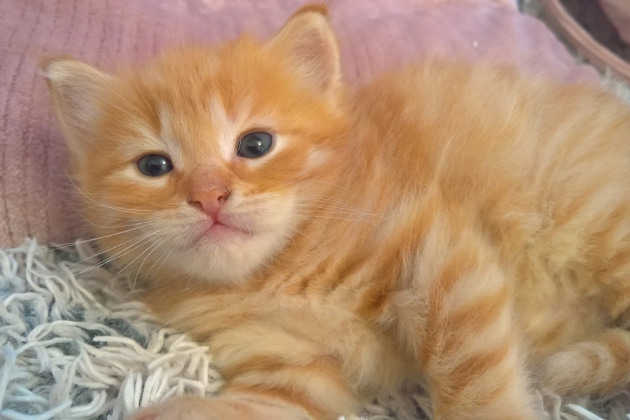 IRISH MIST Pure Posh*PL