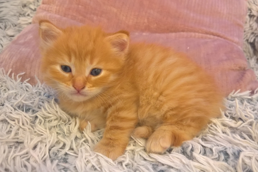 IRISH MIST Pure Posh*PL