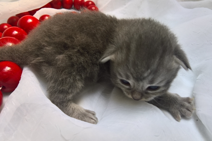 HARNAŚ Pure Posh*PL