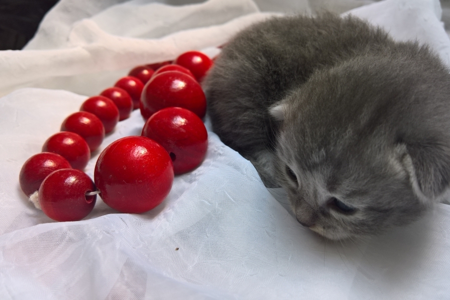 HARNAŚ Pure Posh*PL