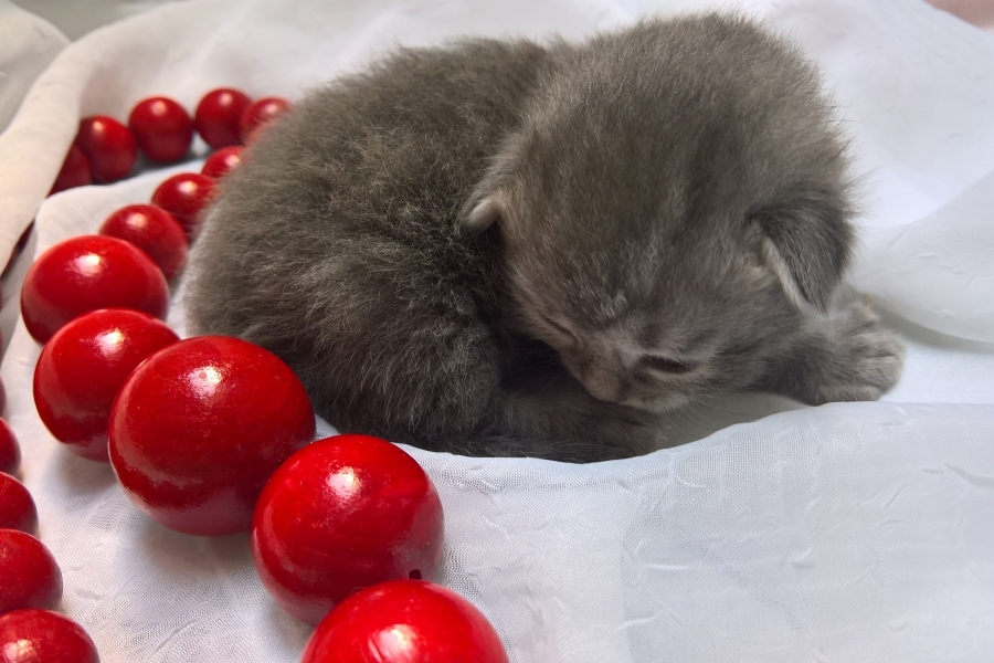 HARNAŚ Pure Posh*PL