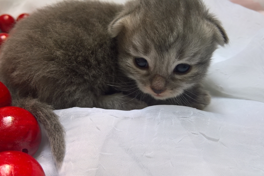 HARNAŚ Pure Posh*PL