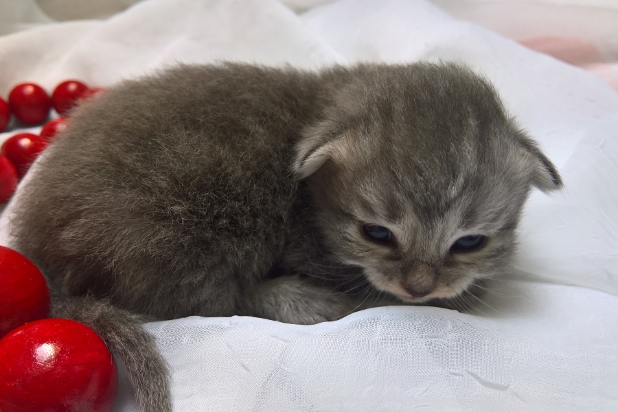 HARNAŚ Pure Posh*PL