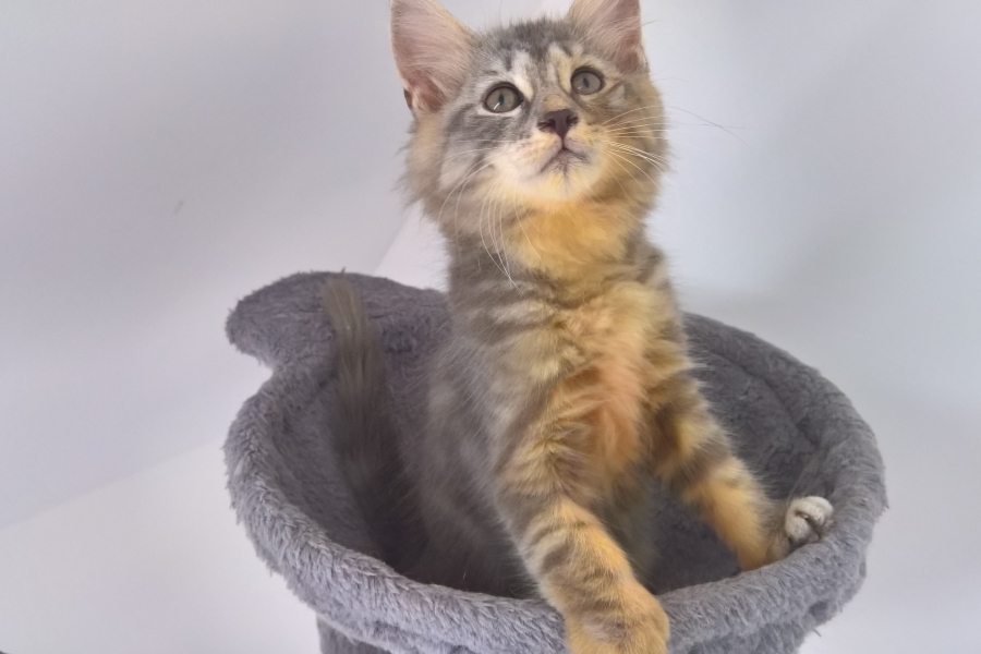 HARNAŚ Pure Posh*PL