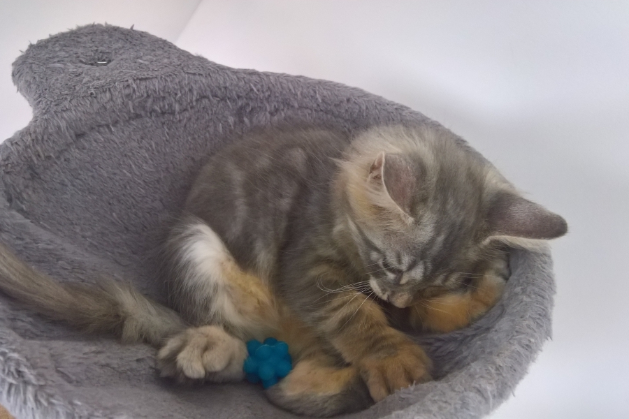 HARNAŚ Pure Posh*PL