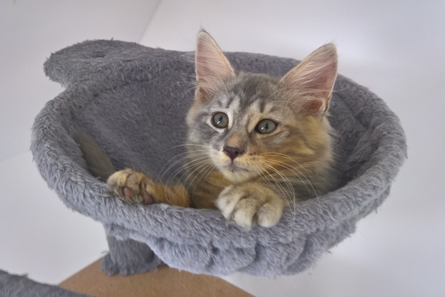 HARNAŚ Pure Posh*PL