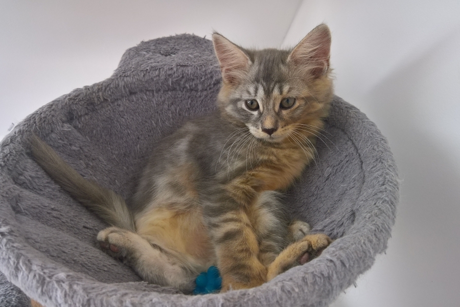 HARNAŚ Pure Posh*PL