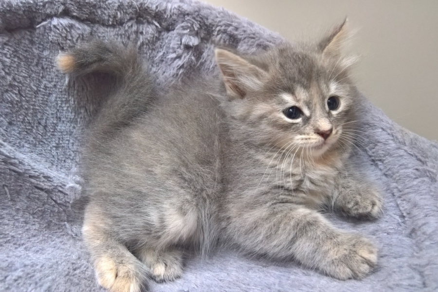 HENEVER Pure Posh*PL