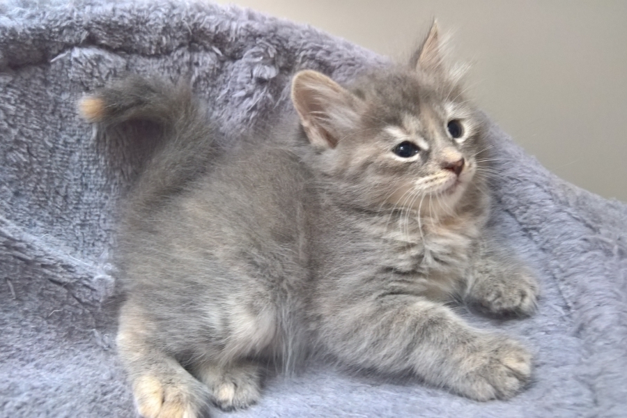 HENEVER Pure Posh*PL