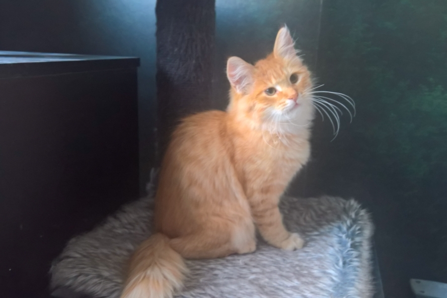 IRISH MIST Pure Posh*PL