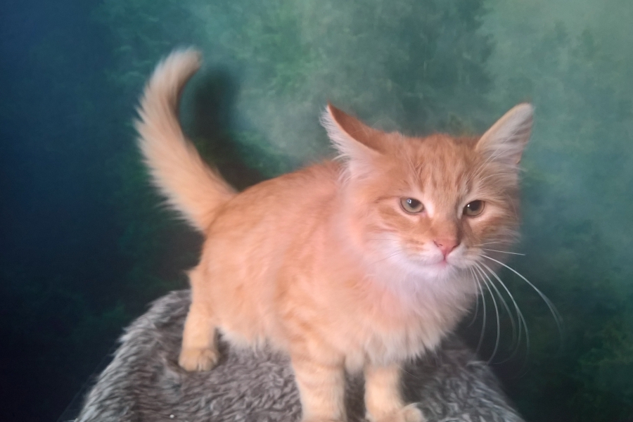 IRISH MIST Pure Posh*PL