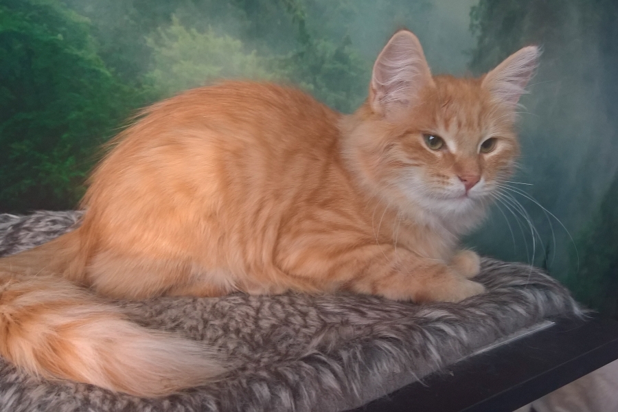 IRISH MIST Pure Posh*PL