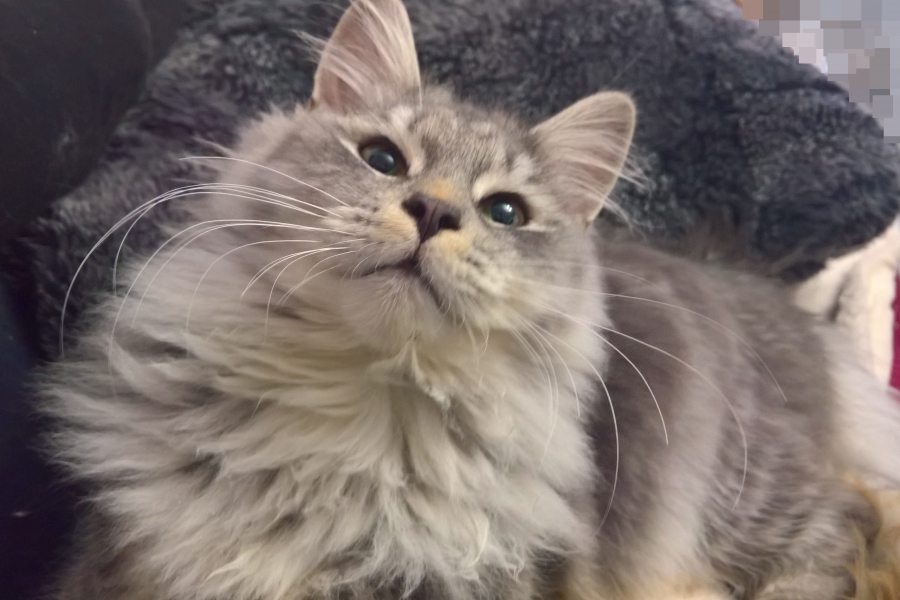 HARNAŚ Pure Posh*PL