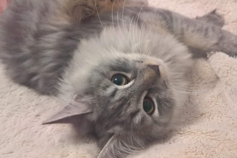 HARNAŚ Pure Posh*PL