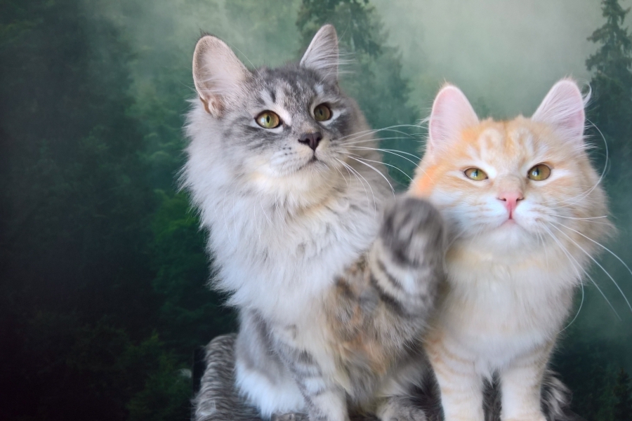 HARNAŚ Pure Posh*PL