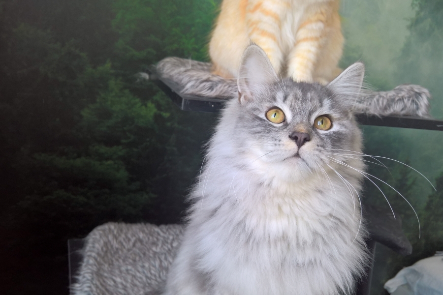 HARNAŚ Pure Posh*PL