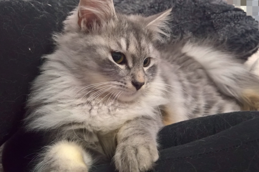 HARNAŚ Pure Posh*PL