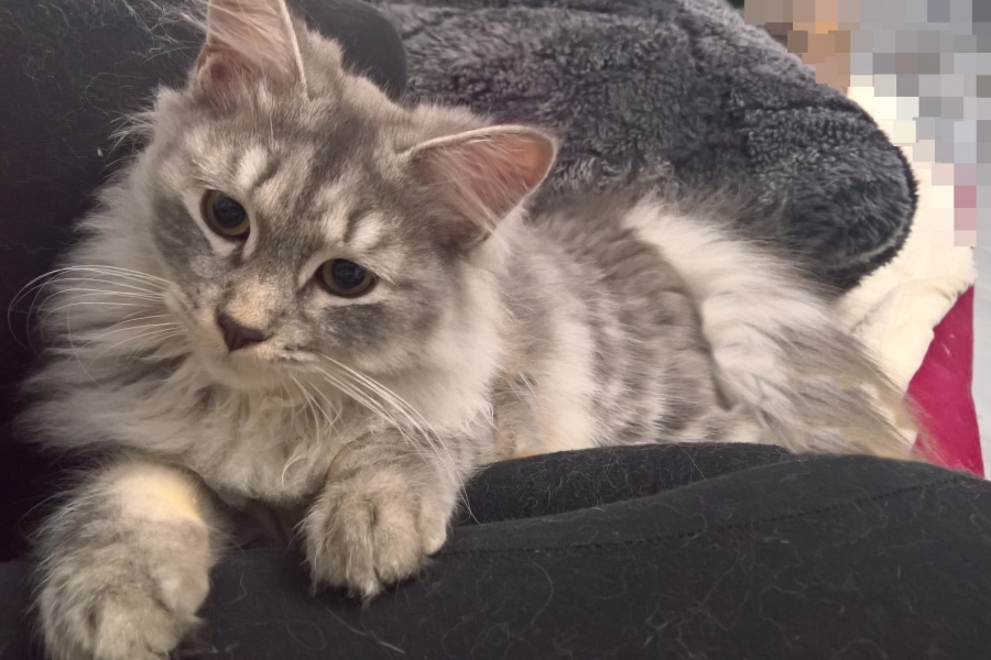 HARNAŚ Pure Posh*PL