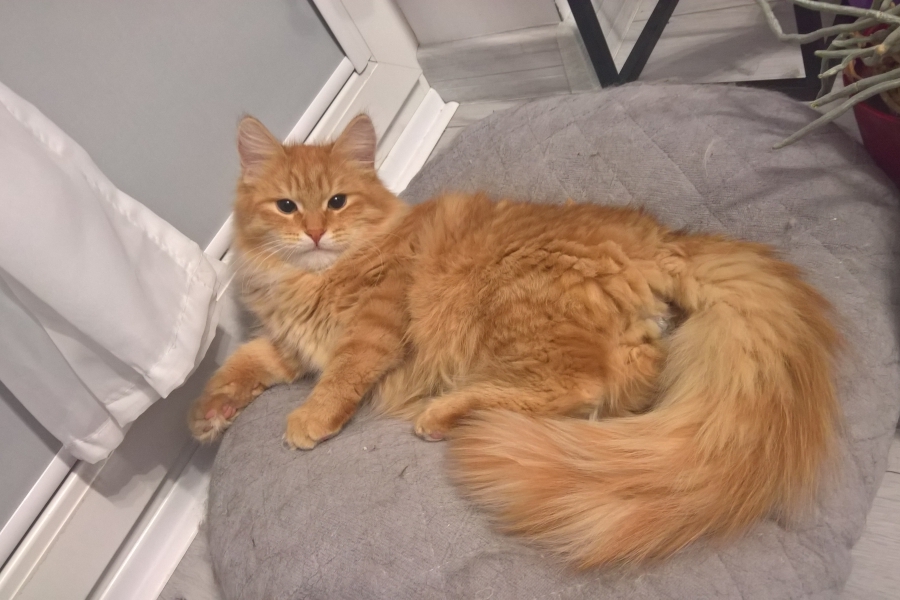 IRISH MIST Pure Posh*PL