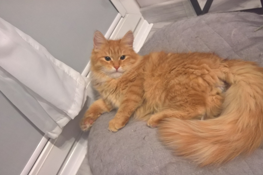 IRISH MIST Pure Posh*PL