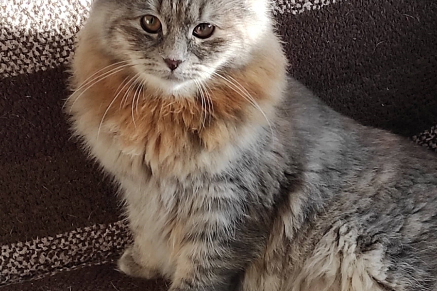 HENEVER Pure Posh*PL