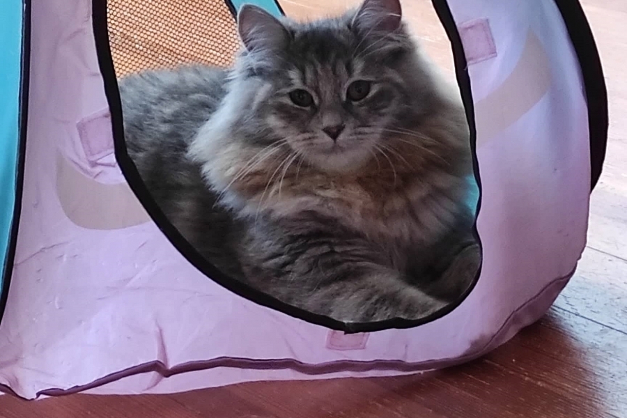 HENEVER Pure Posh*PL