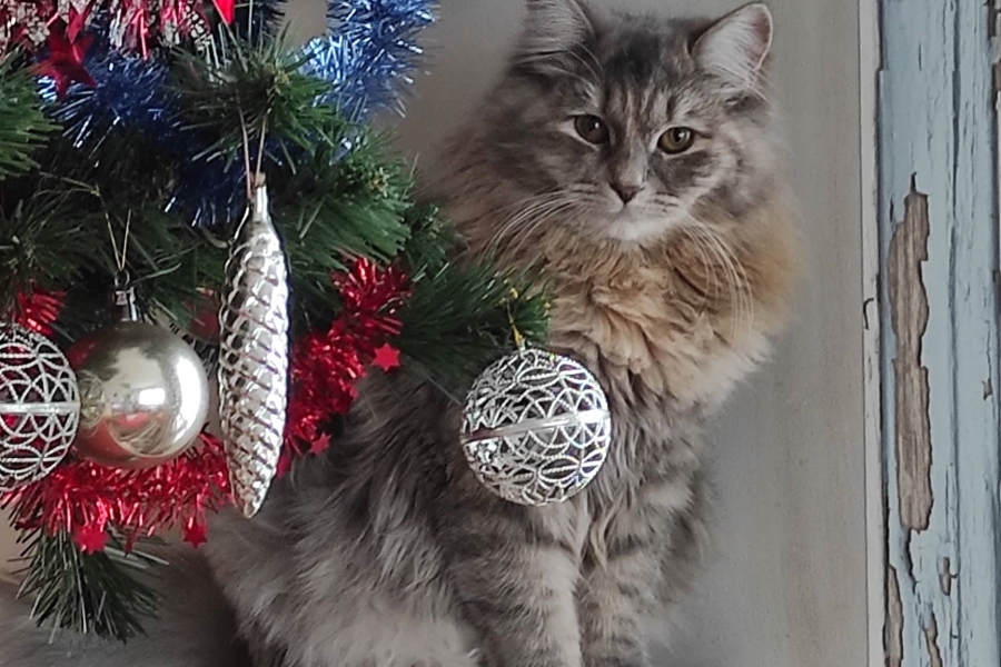 HENEVER Pure Posh*PL