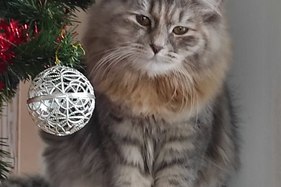 HENEVER Pure Posh*PL