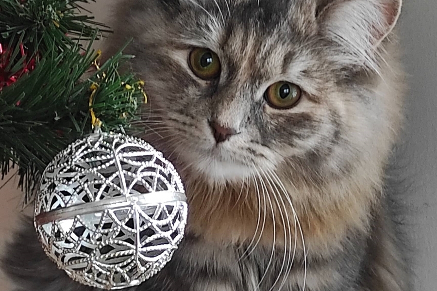 HENEVER Pure Posh*PL