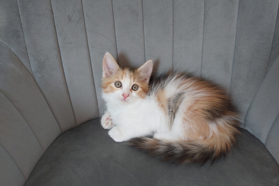 KADARKA Pure Posh*PL