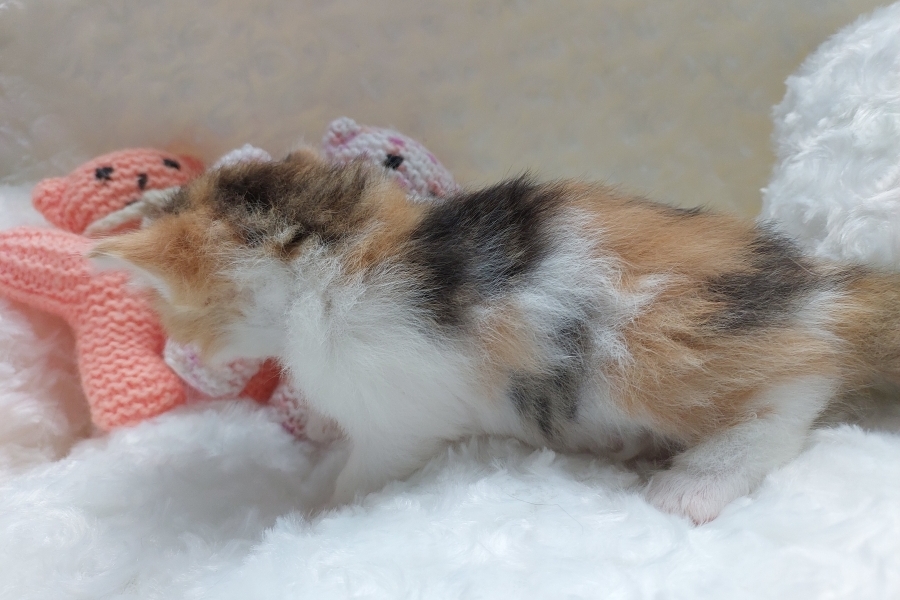 KADARKA Pure Posh*PL