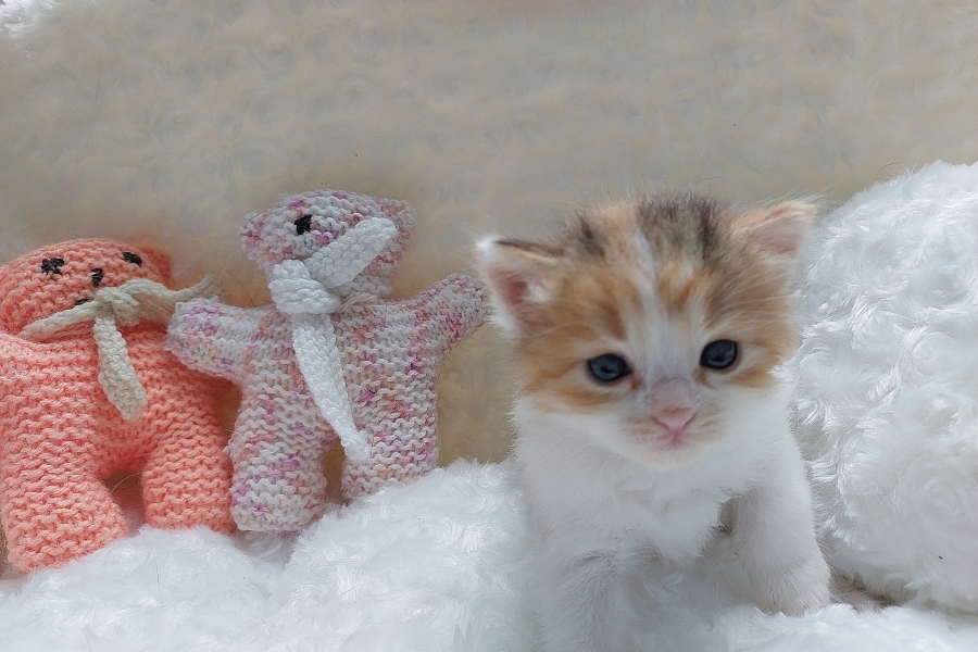 KADARKA Pure Posh*PL