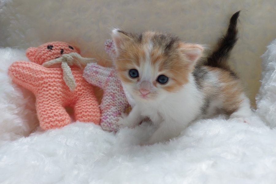 KADARKA Pure Posh*PL