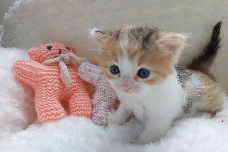 KADARKA Pure Posh*PL