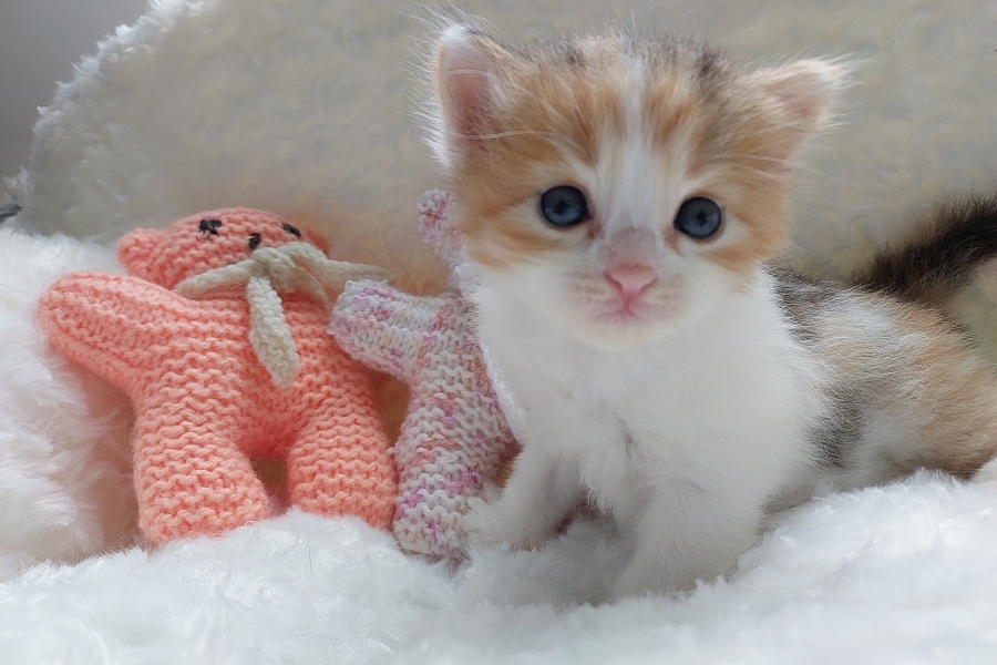 KADARKA Pure Posh*PL