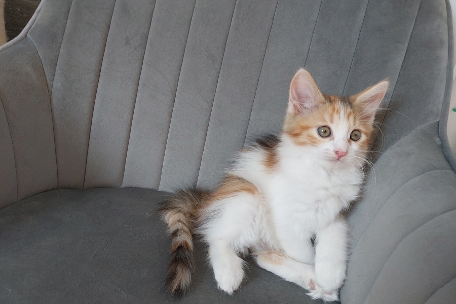 KADARKA Pure Posh*PL