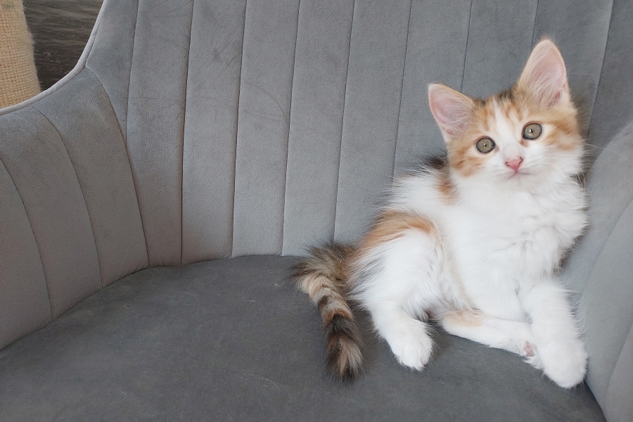 KADARKA Pure Posh*PL