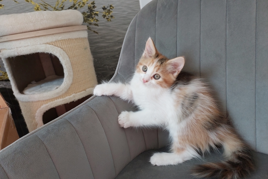 KADARKA Pure Posh*PL