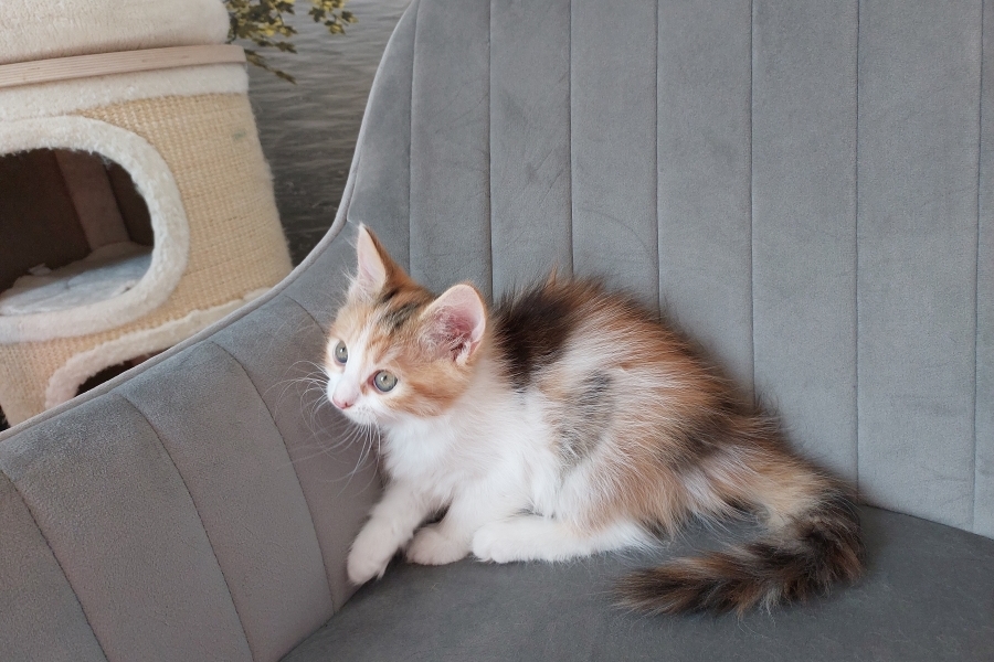 KADARKA Pure Posh*PL