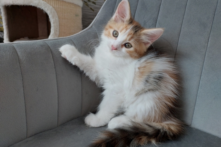 KADARKA Pure Posh*PL