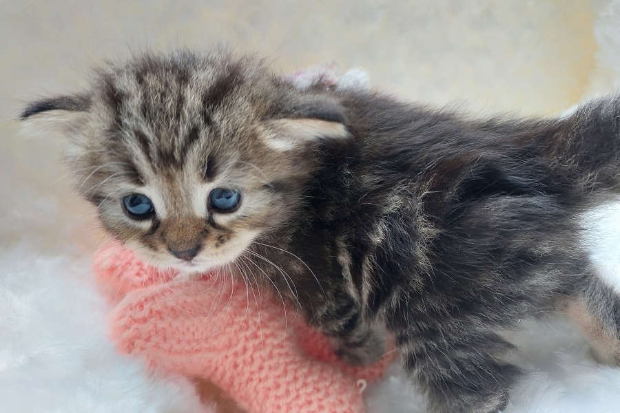 KOLKHIDA Pure Posh*PL