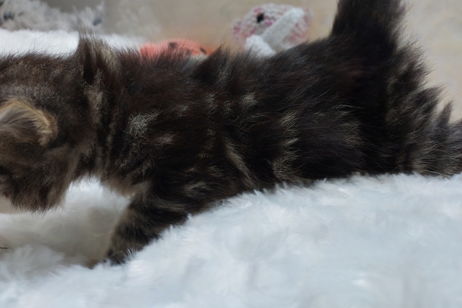 KOLKHIDA Pure Posh*PL