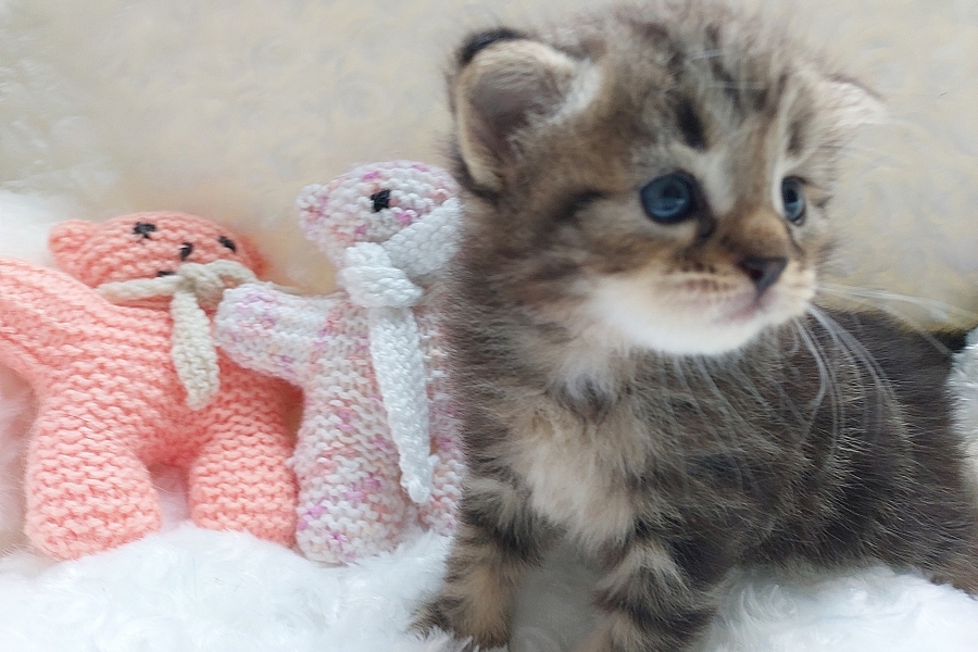 KOLKHIDA Pure Posh*PL