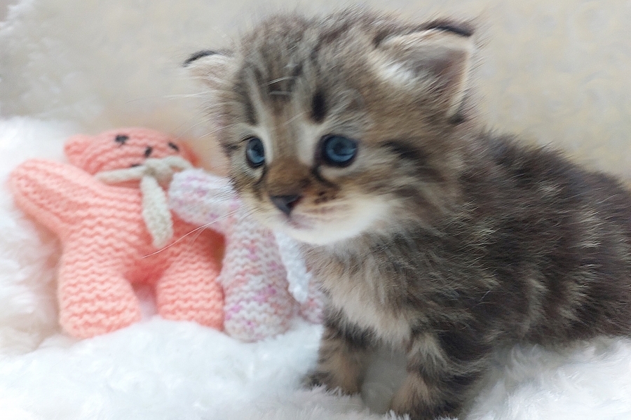 KOLKHIDA Pure Posh*PL