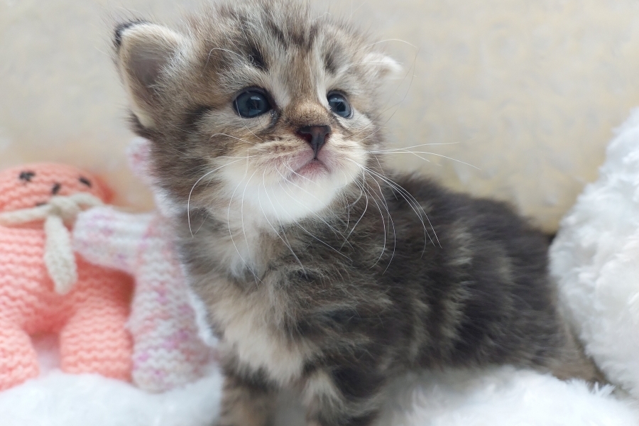 KOLKHIDA Pure Posh*PL