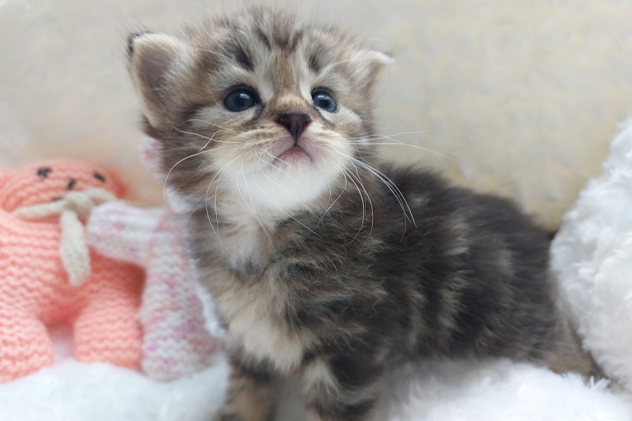 KOLKHIDA Pure Posh*PL