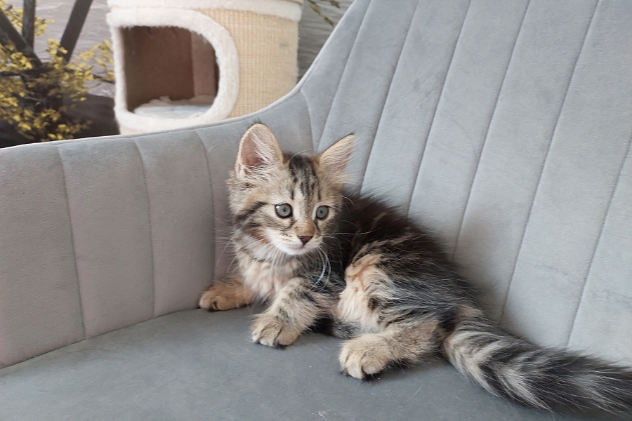 KOLKHIDA Pure Posh*PL