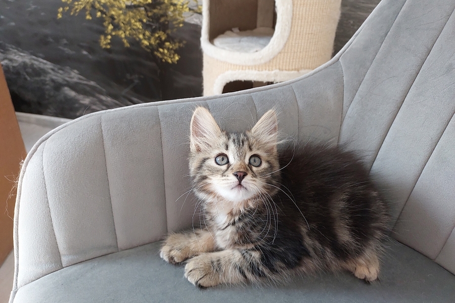 KOLKHIDA Pure Posh*PL