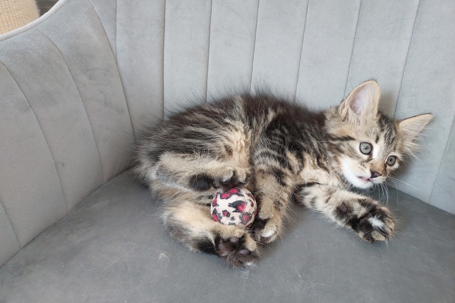 KOLKHIDA Pure Posh*PL