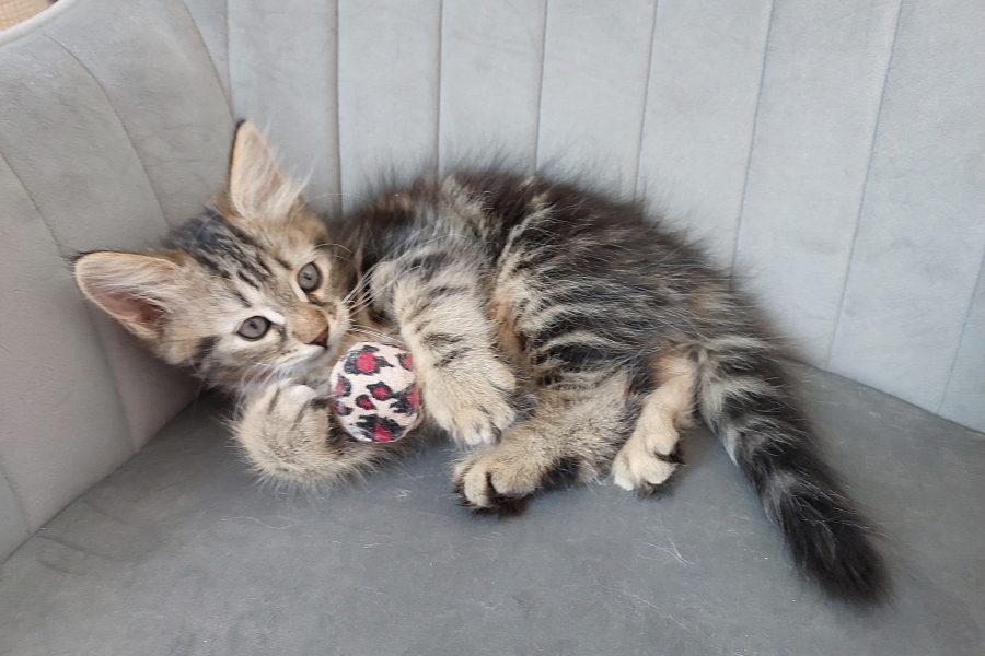 KOLKHIDA Pure Posh*PL